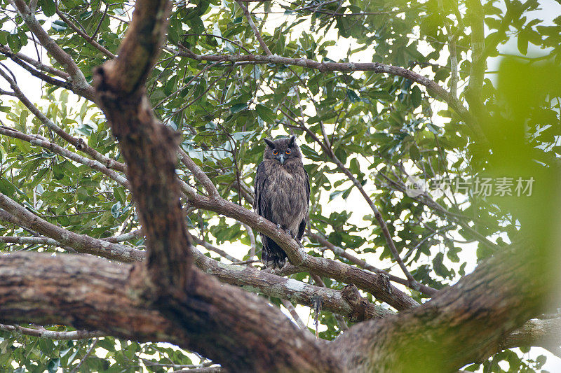 鹰鸮鸟:成年雌性灰鹰鸮(Bubo coromandus)。